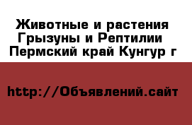 Животные и растения Грызуны и Рептилии. Пермский край,Кунгур г.